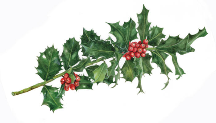 Holly Holly